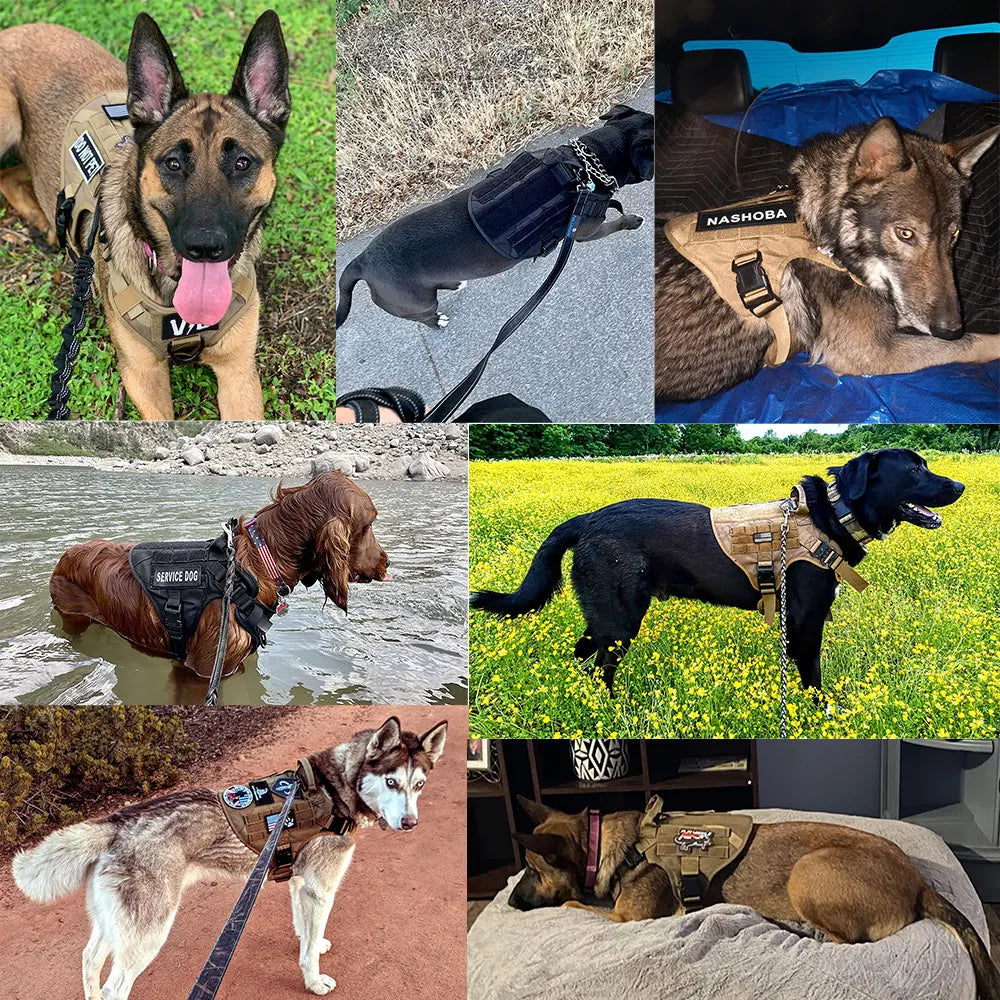 PETRAVEL CN Dog Harness And Leash Set